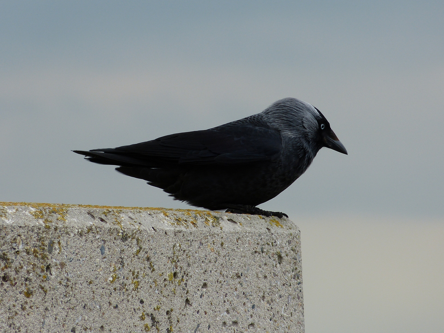 Ein komischer Vogel