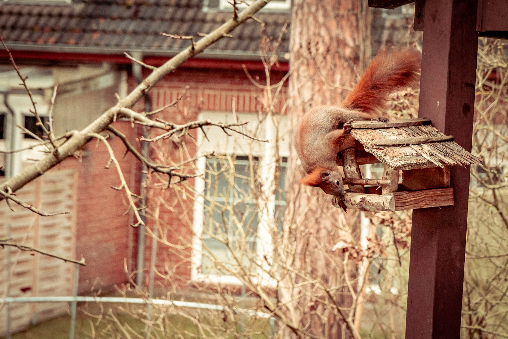 Ein komischer Vogel