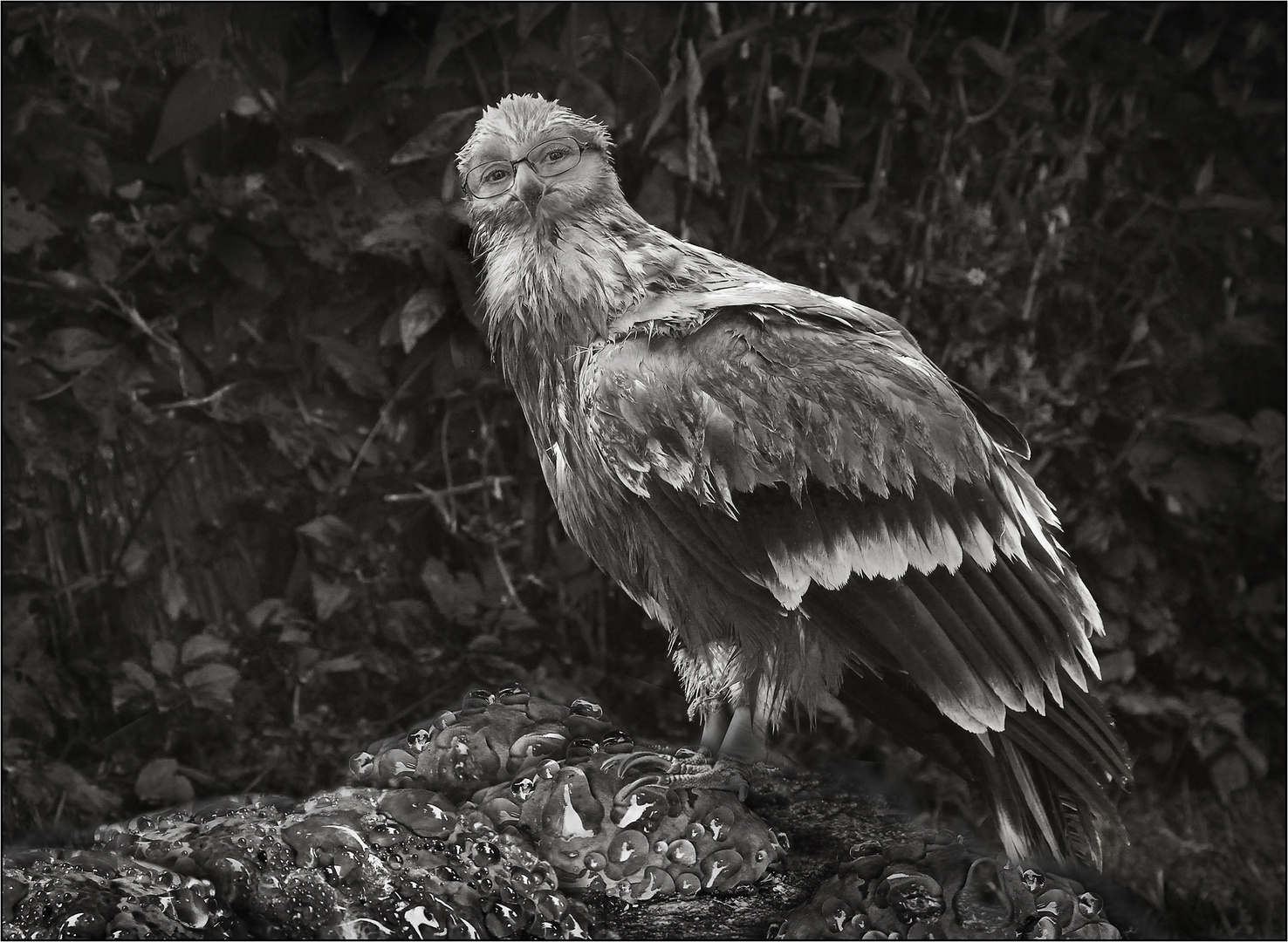 Ein komischer Vogel ...