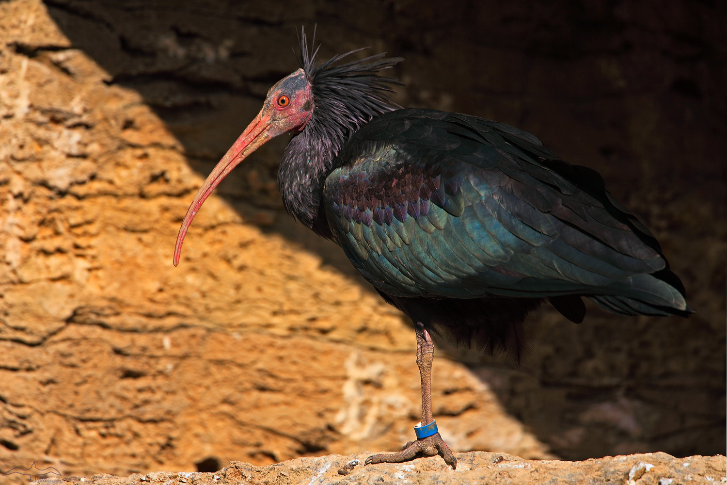 Ein komischer Vogel