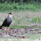 Ein komischer Vogel