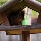 ein komischer Vogel