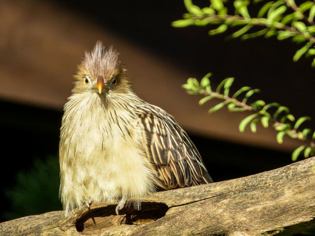 Ein komischer Vogel