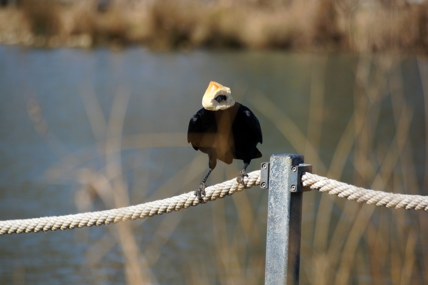 Ein komischer Vogel