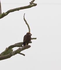 Ein komischer Vogel..