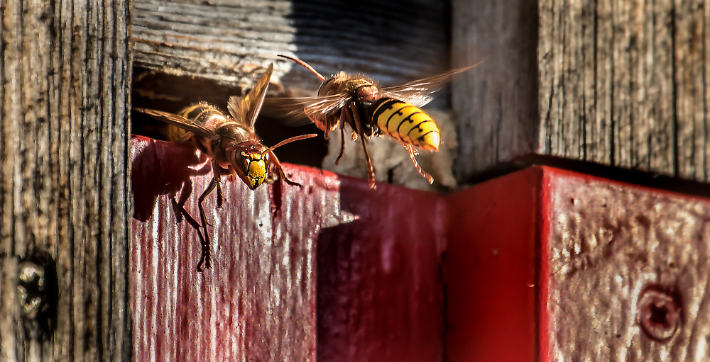 "ein Kommen und ein Gehen ... äääh Fliegen natürlich"