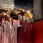 "ein Kommen und ein Gehen ... äääh Fliegen natürlich"