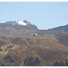 ein Kondor über dem Colca Canyon/ Peru