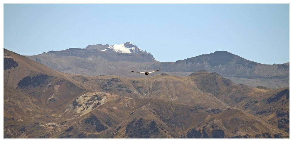 ein Kondor über dem Colca Canyon/ Peru