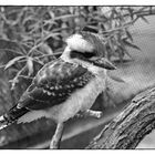 Ein Kookaburra