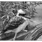 Ein Kookaburra