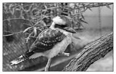 Ein Kookaburra