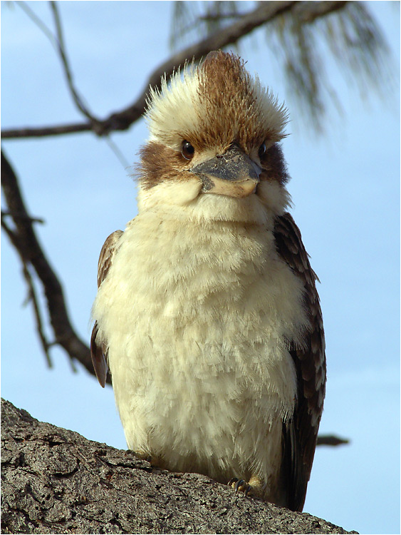 Ein Kookaburra ...