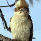 Ein Kookaburra ...