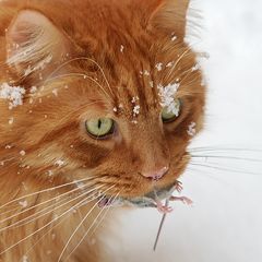 Ein Kopfsprung in den Schnee...