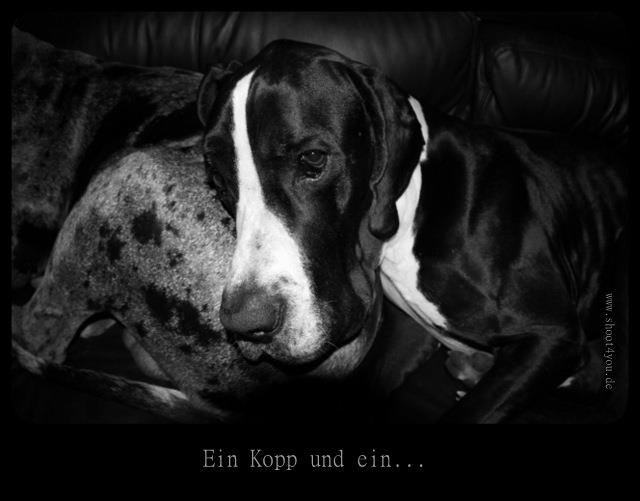 °° Ein Kopp und ein... °°