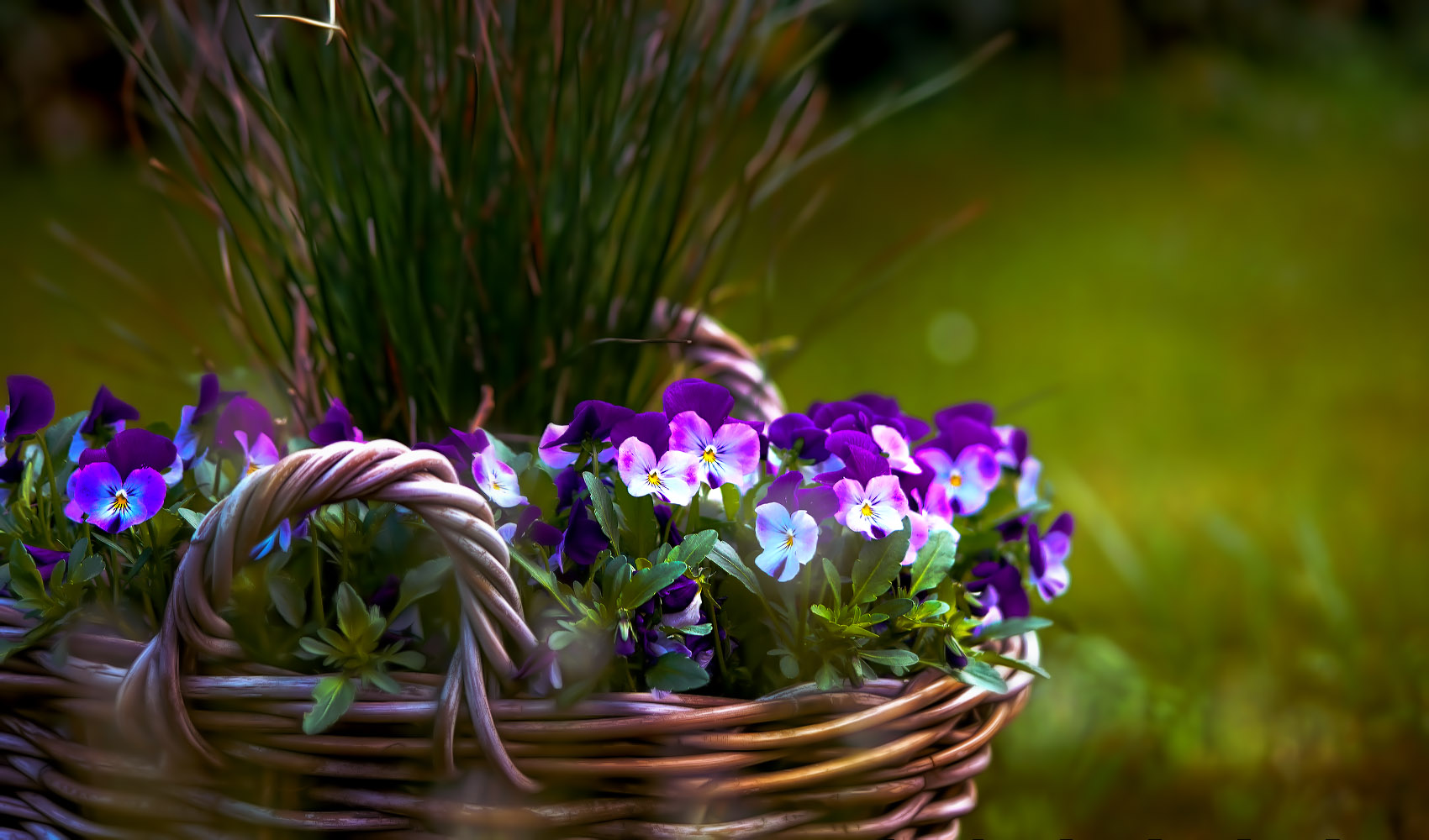 ein korb voller blumen ... Foto &amp; Bild | pflanzen, pilze &amp; flechten ...