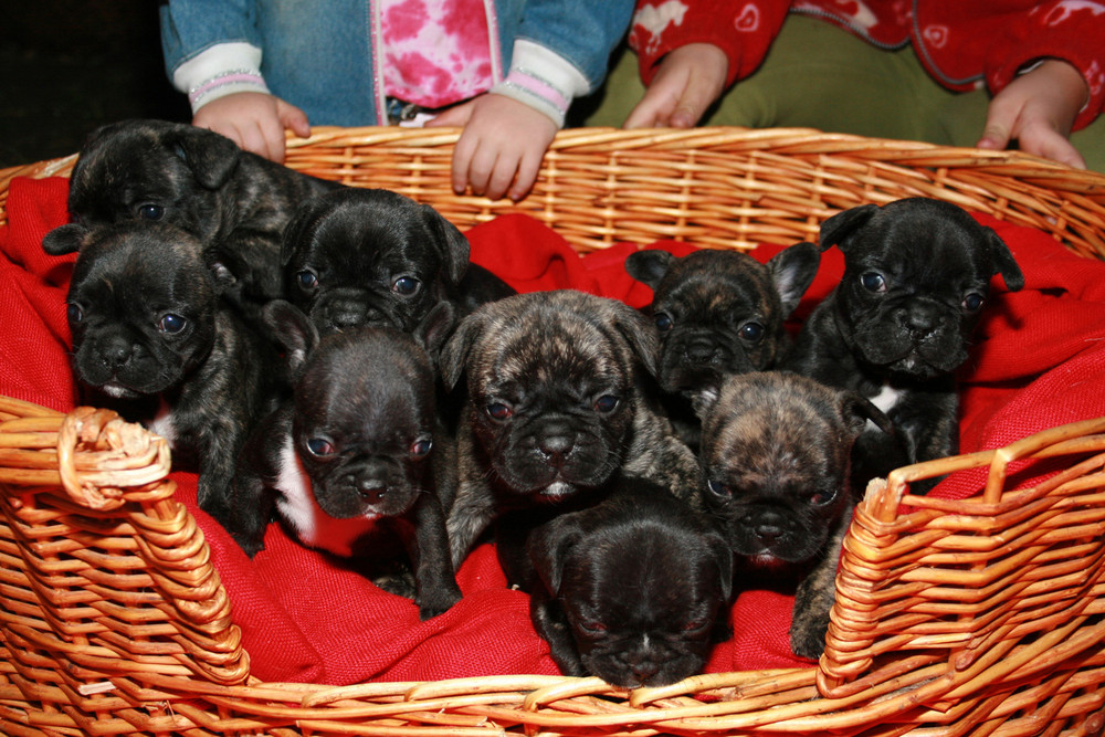 Ein Korb voller Hundebabys...........sind die süsssssssssss......................