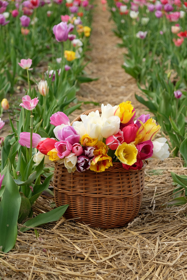 Ein Korb voller Tulpen