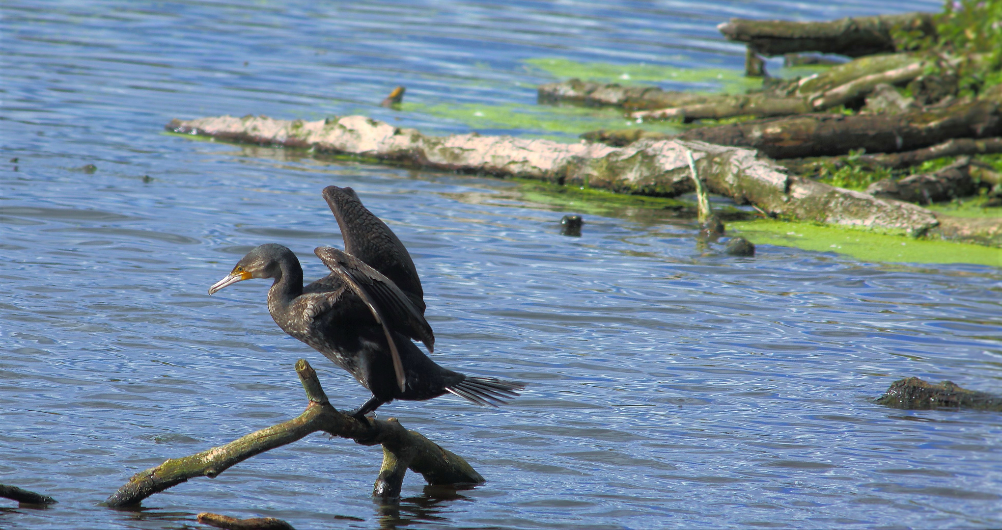 Ein Kormoran