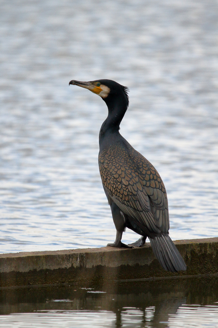 Ein Kormoran...