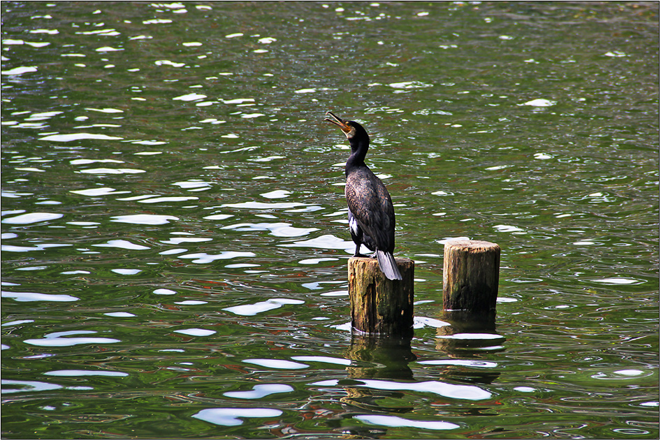 Ein Kormoran ...