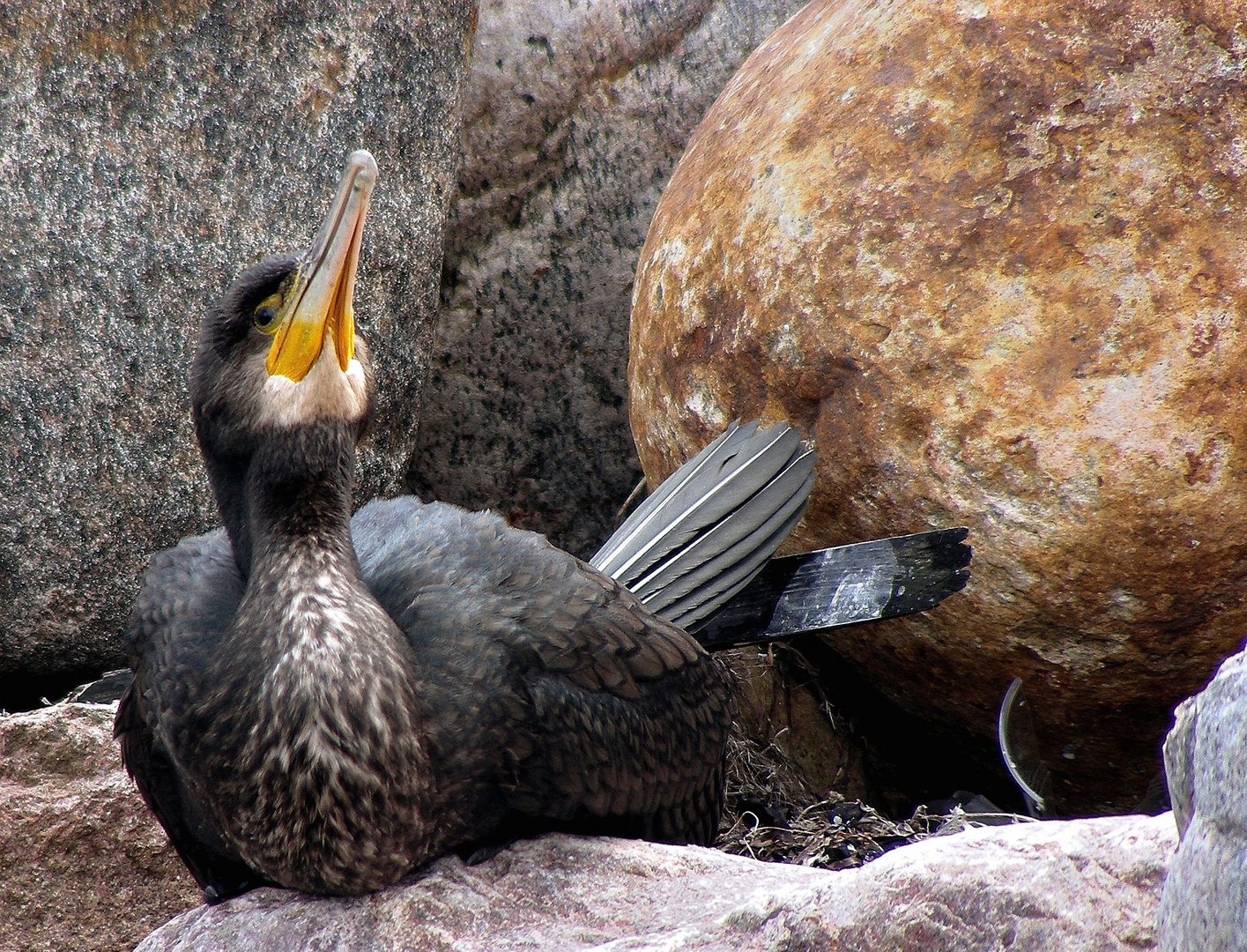 ein Kormoran, ...