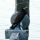 Ein Kormoran