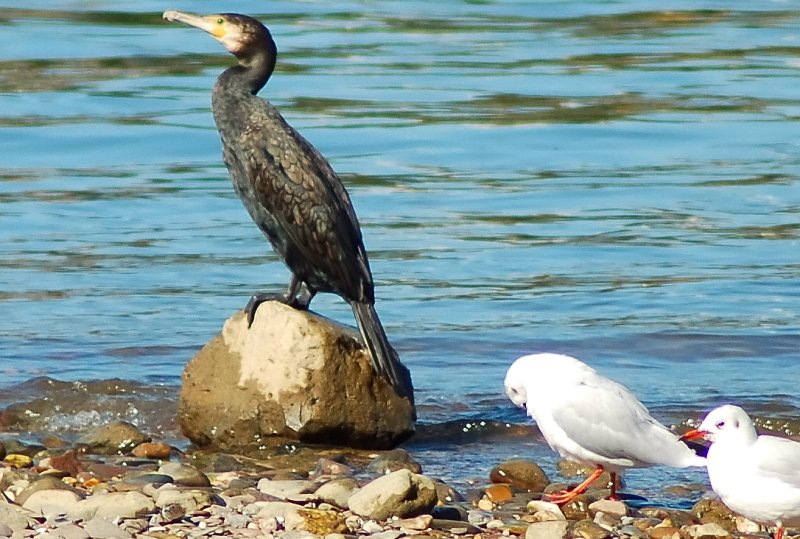 ein Kormoran am Rhein