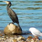 ein Kormoran am Rhein