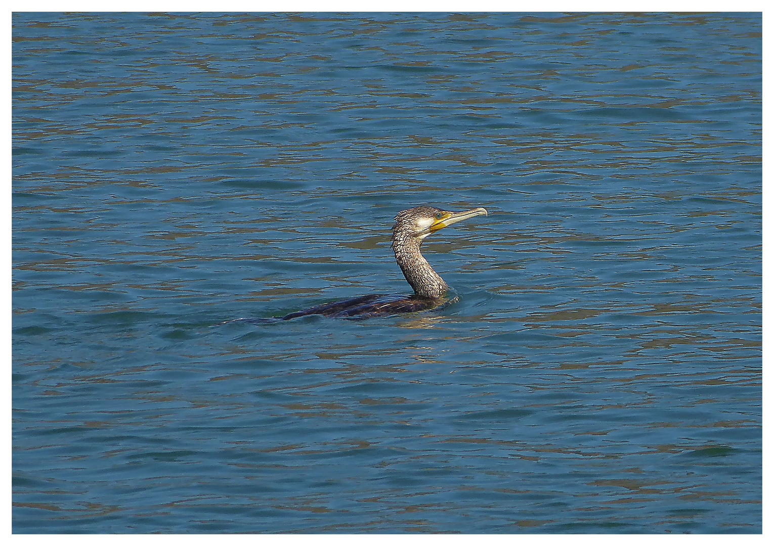 Ein Kormoran auf Fischfang