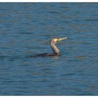 Ein Kormoran auf Fischfang