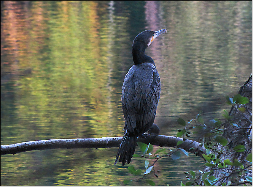 Ein Kormoran ...