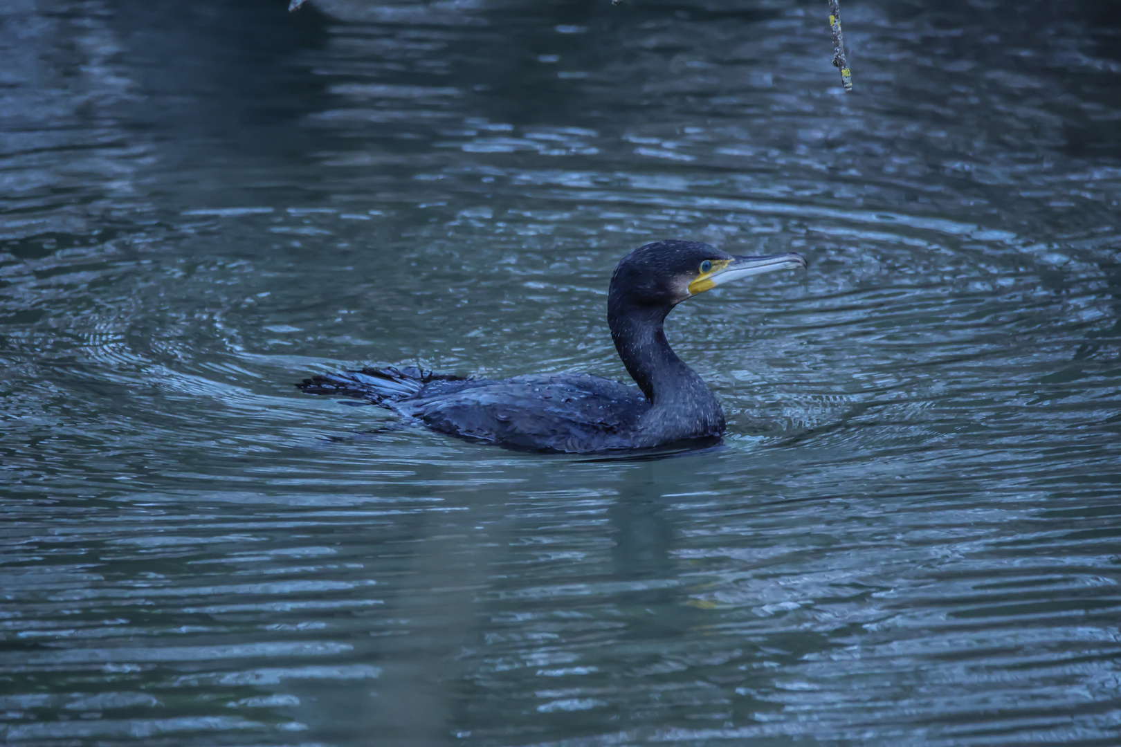 ein Kormoran 