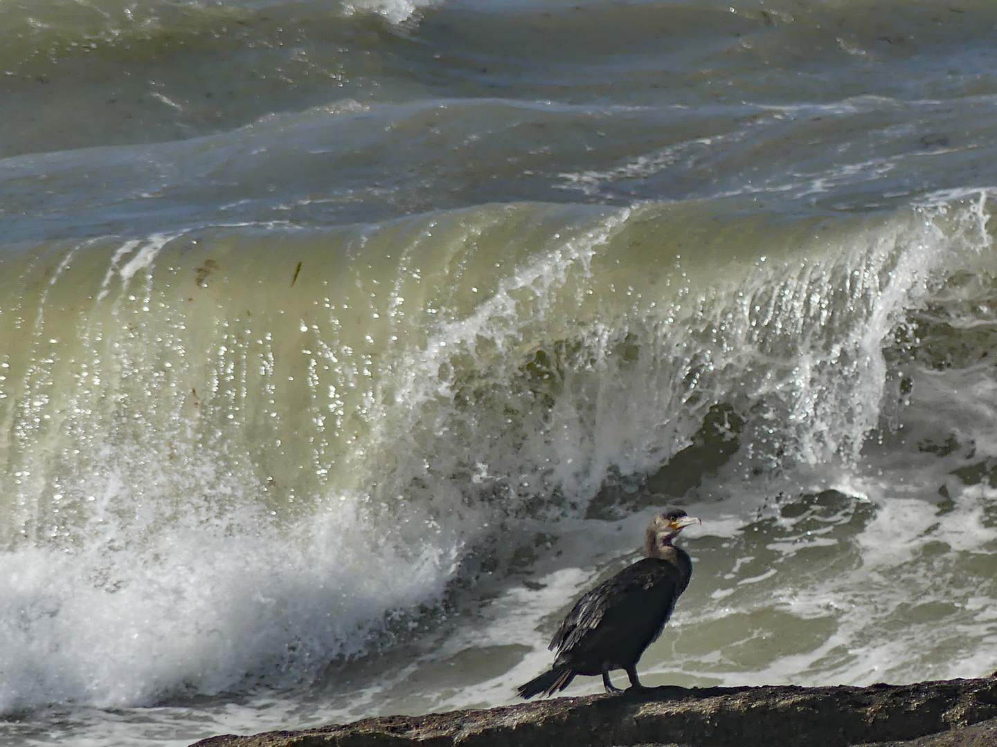 Ein Kormoran bei dem 1.Tempête der Saison