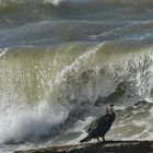 Ein Kormoran bei dem 1.Tempête der Saison