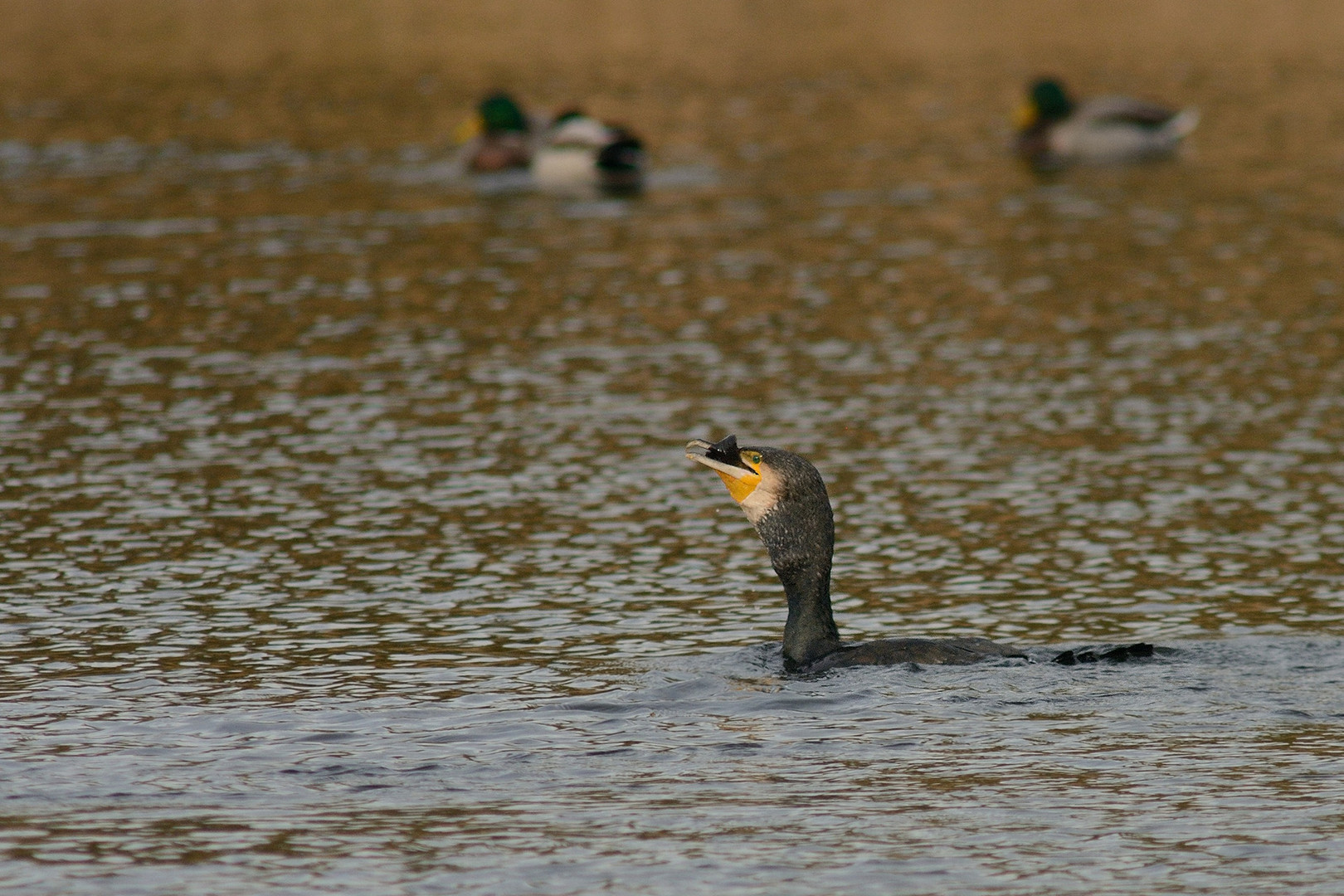 Ein Kormoran beim Abschlucken eines gefangenen Fisches.