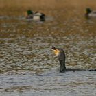 Ein Kormoran beim Abschlucken eines gefangenen Fisches.