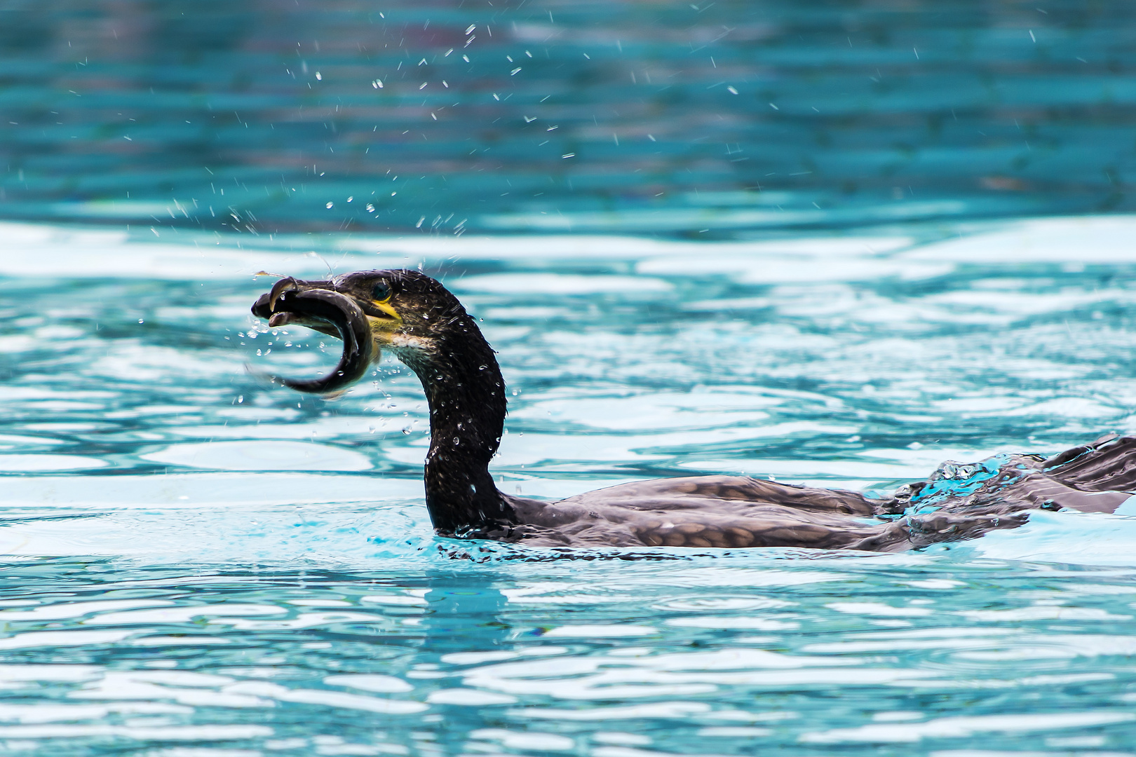 Ein Kormoran beim Mittagessen