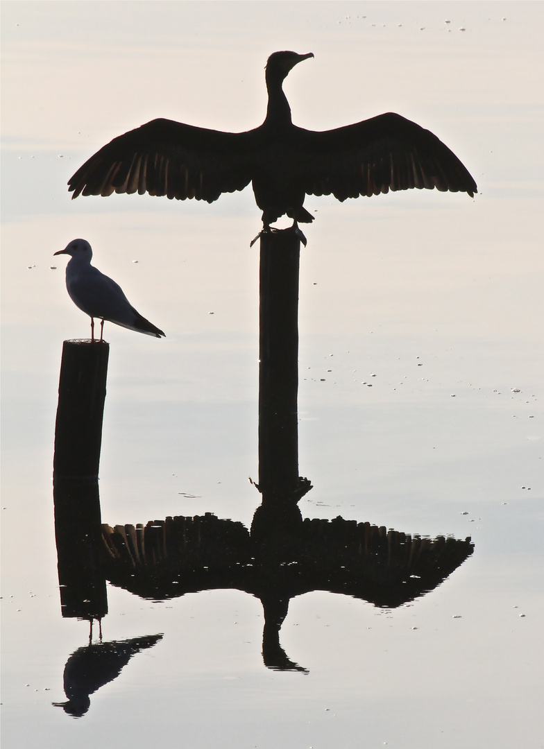 ein Kormoran beim Trocknen mit Spiegelbild....aufgenommen am Steinhuder Meer