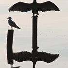 ein Kormoran beim Trocknen mit Spiegelbild....aufgenommen am Steinhuder Meer