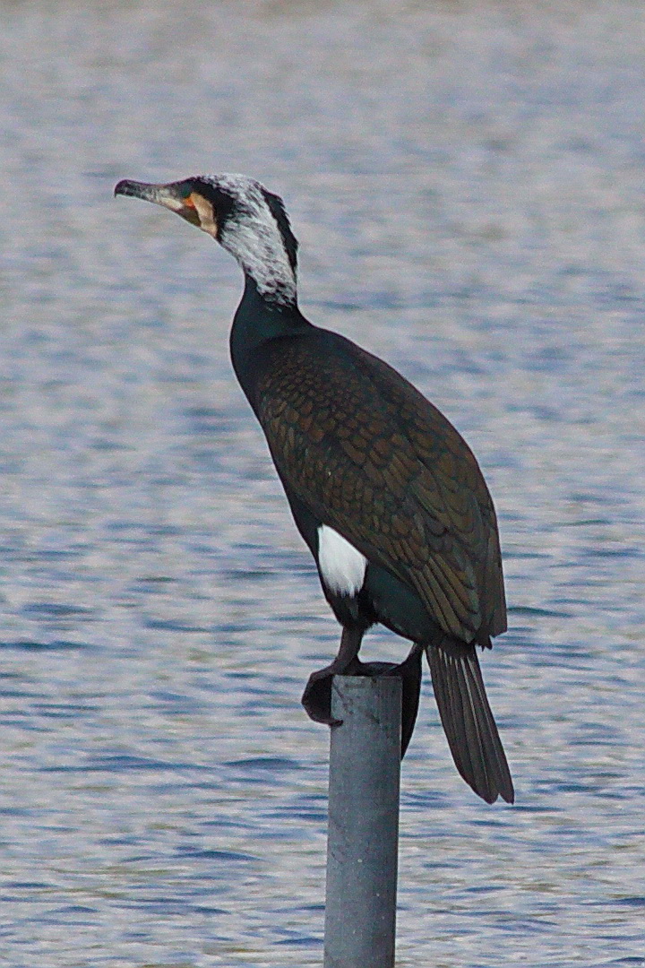 Ein Kormoran hält Ausschau