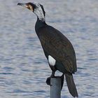 Ein Kormoran hält Ausschau