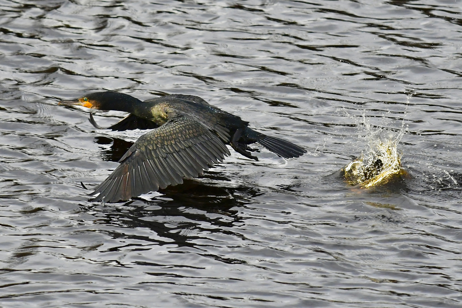 EIn Kormoran hebt ab