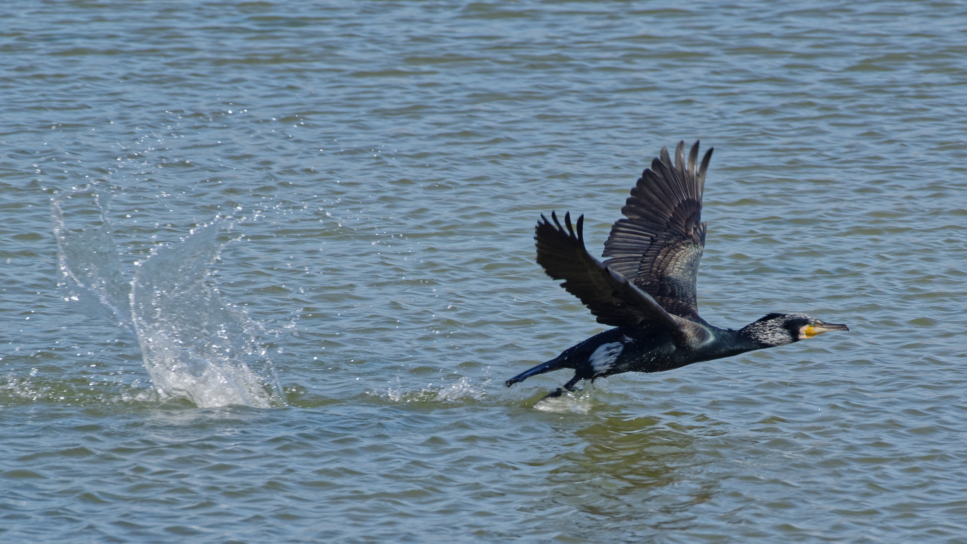 Ein Kormoran im Prachtkleid startet durch