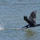 Ein Kormoran im Prachtkleid startet durch