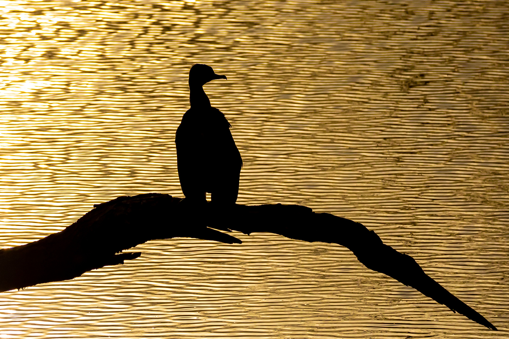 Ein Kormoran in der goldenen Stunde