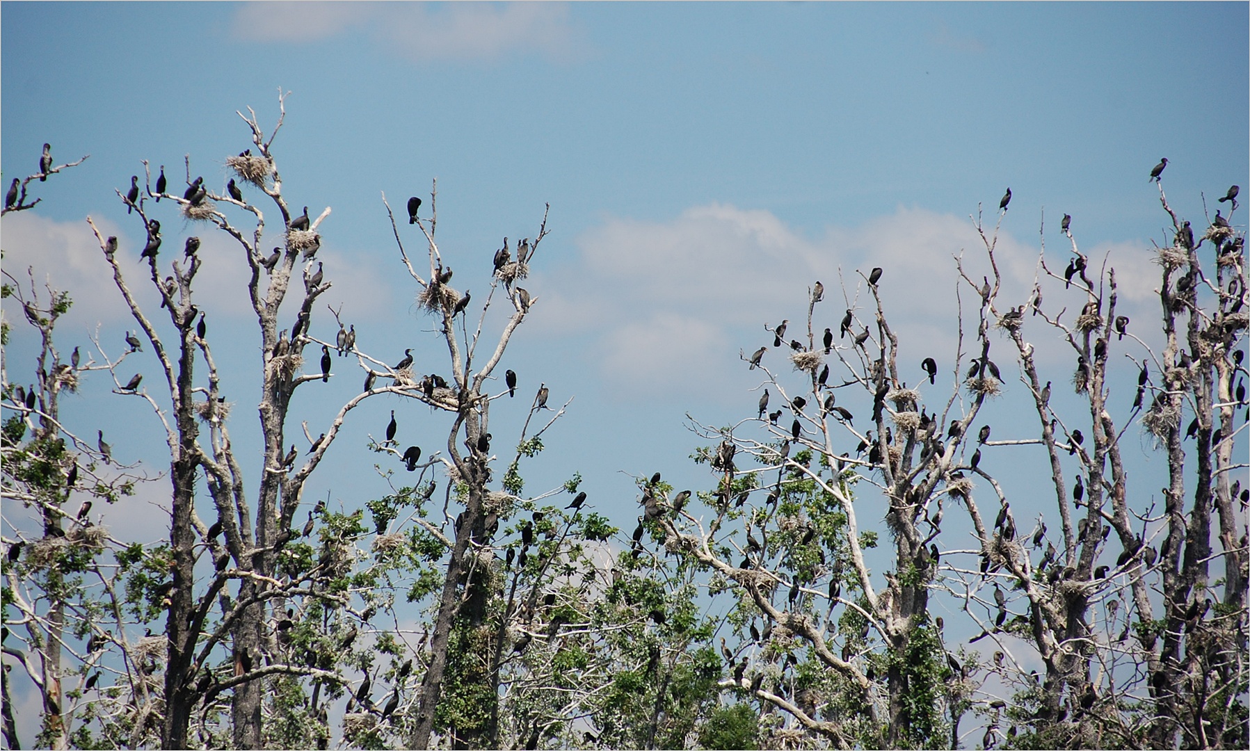 ein Kormoran kommt selten allein -