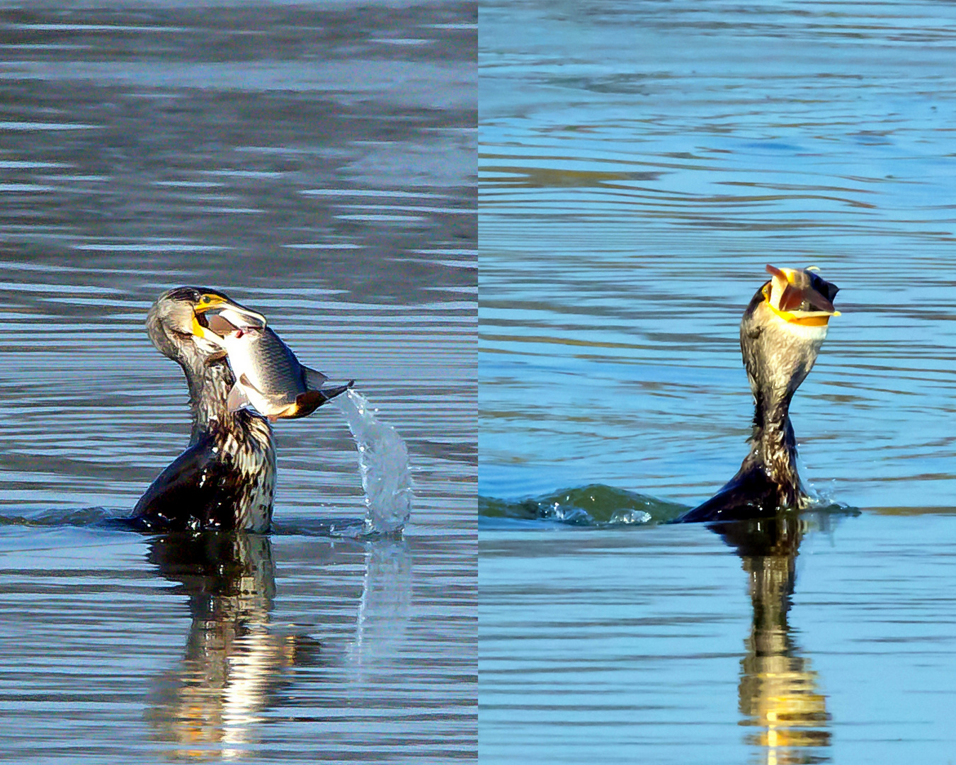 Ein Kormoran mit großen Hunger und er past