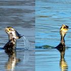 Ein Kormoran mit großen Hunger und er past